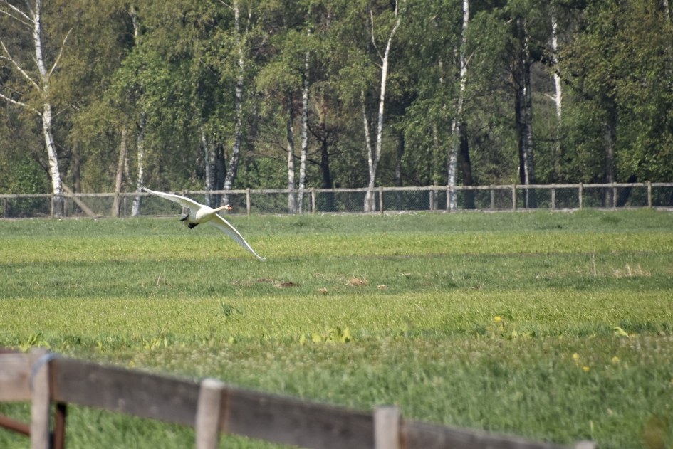 Vliegen zwaan - Vogels - 