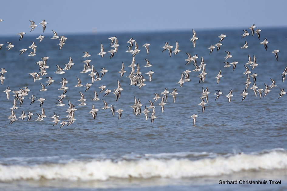 Vlucht Drieteenstrandlopertjes op Texel bij paal 15 - Vogels - drieteenstrandloper