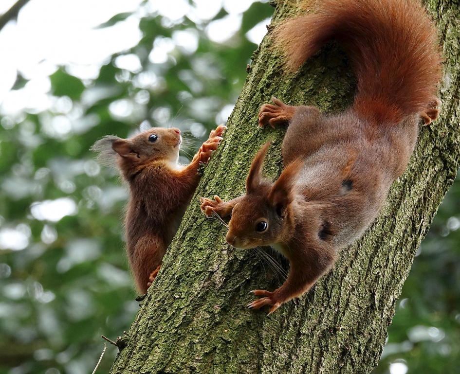 Voor het eerst met ma op stap - Zoogdieren - Eekhoorn