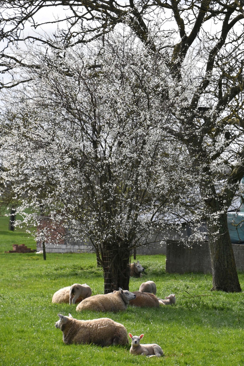 Voorjaar - Zoogdieren - 