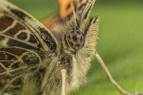 (voorjaars) Landkaartje