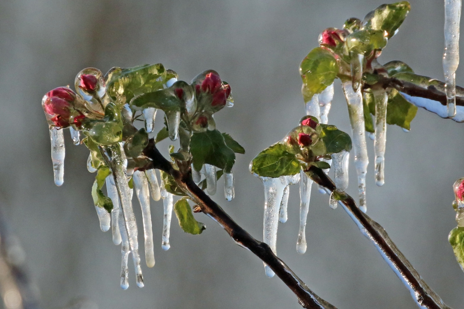 Vorstbescherming - Planten - 