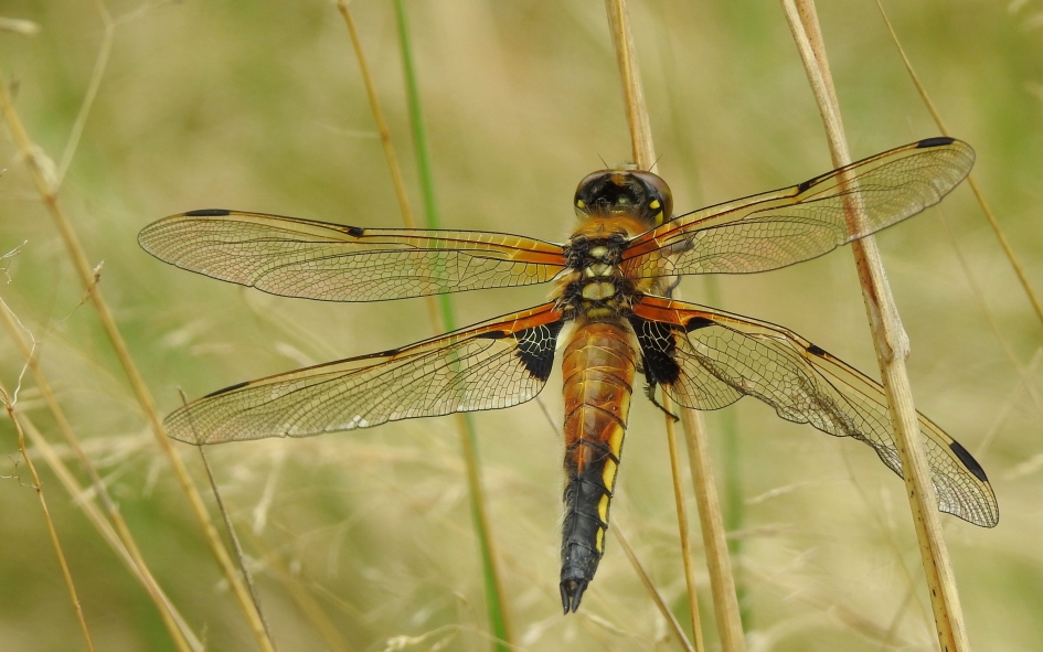 Vroege Viervlek - Geleedpotigen - Viervlek