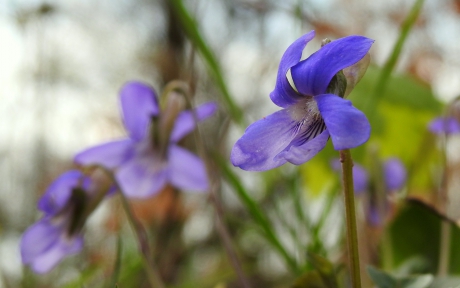 Vrolijkheid in het bos