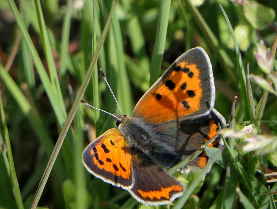 Vuurvlinder - Geleedpotigen - Vuurvlinder