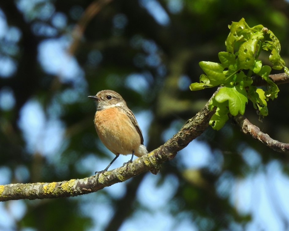 Waakzame dame - Vogels - Roodborsttapuit