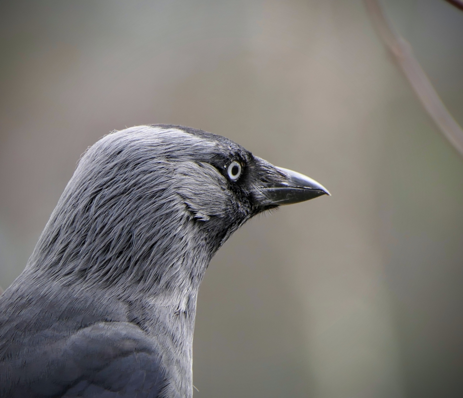 Wat een portret - Vogels - Kauw