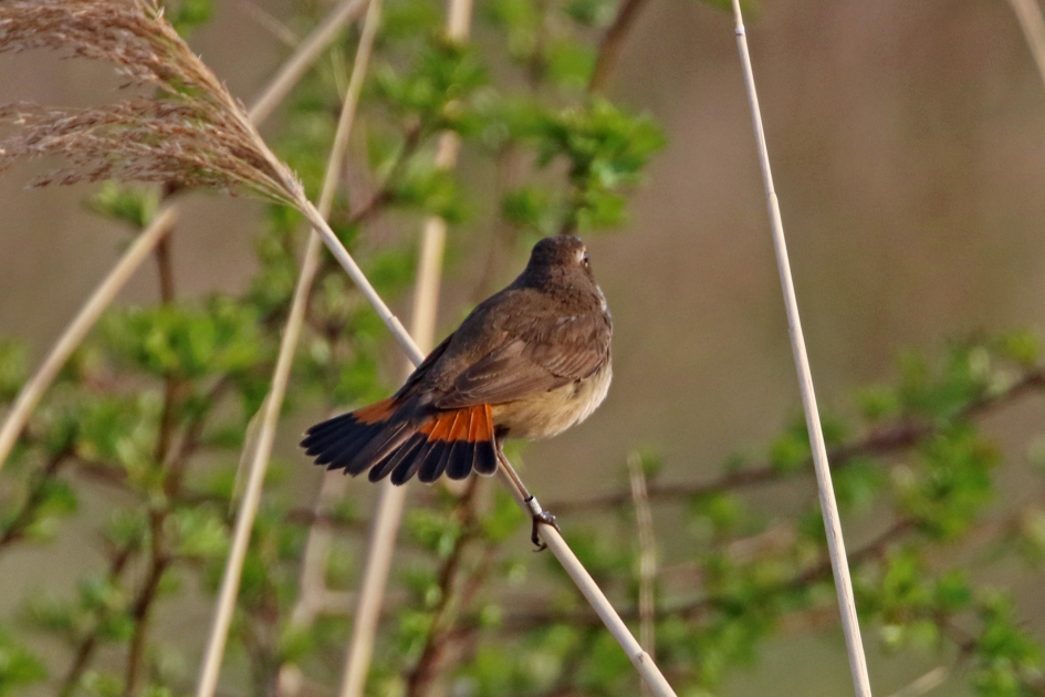 Wat een prachtige staartveren ! - Vogels - 