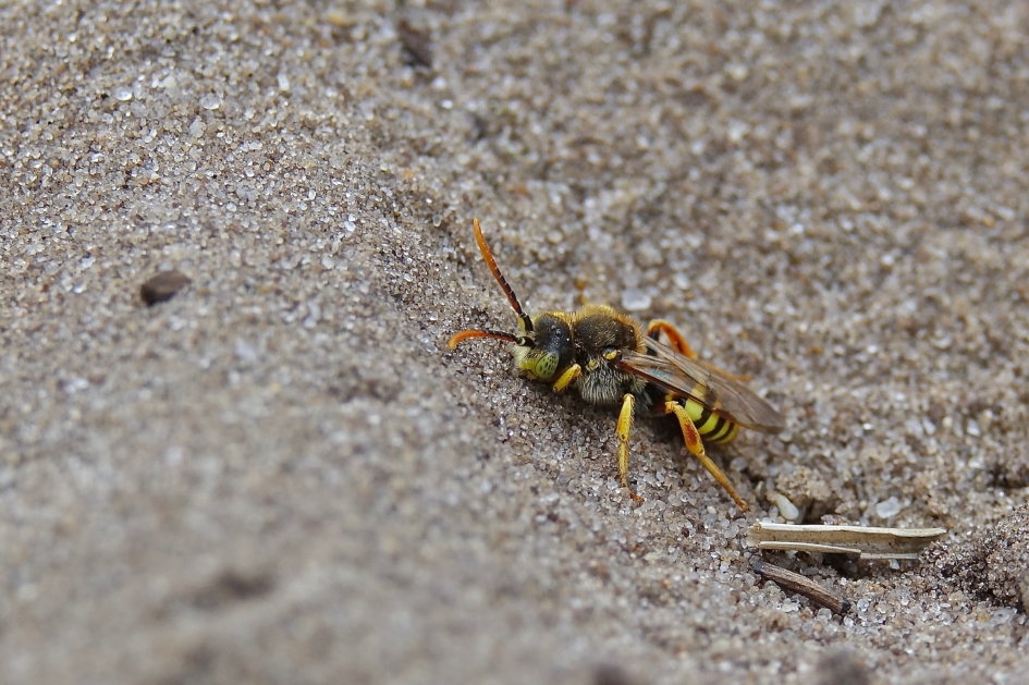Wespbij in zijn element - Geleedpotigen - Wespbij