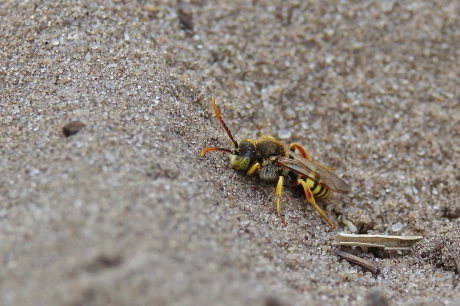 Wespbij in zijn element