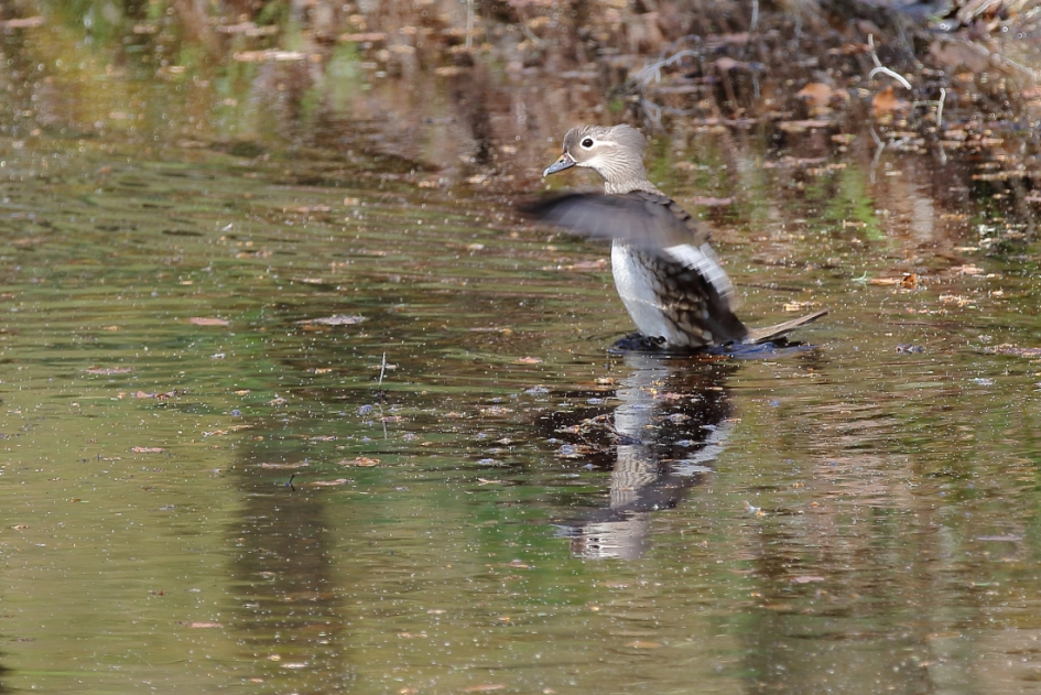 wilde eend -juveniel- - Vogels - wilde eend -juveniel-