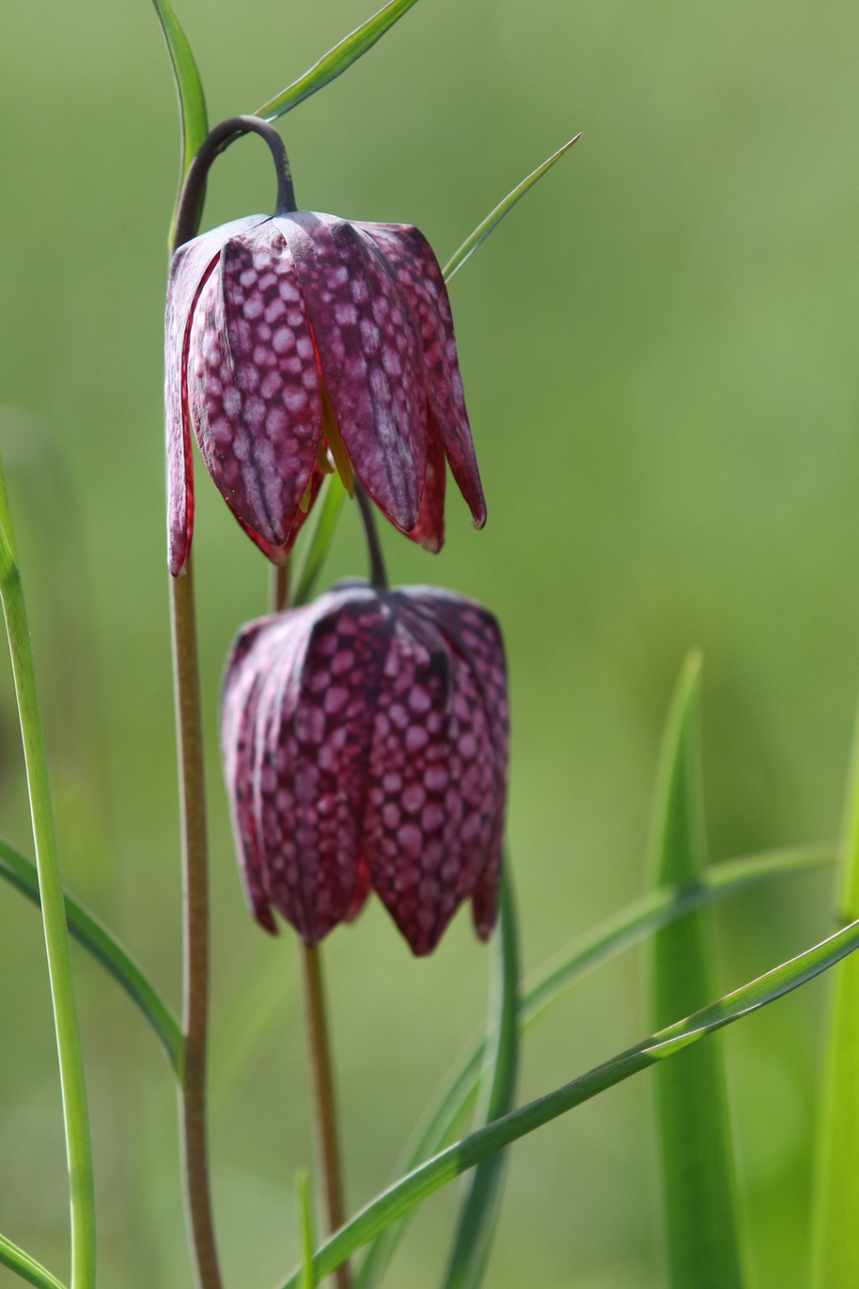 wilde kievitsbloem - Planten - wilde kievitsbloem