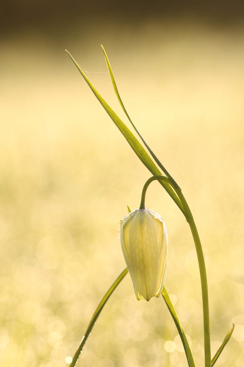 Wilde kievitsbloem - Planten - Wilde kievitsbloem