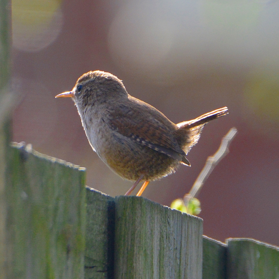 WinterKoning  in de morgen zon - Vogels - Goudvink