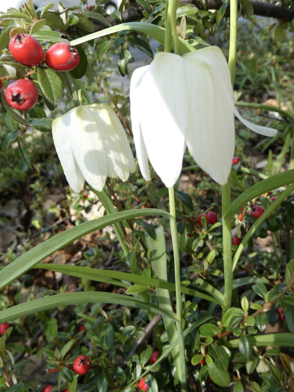 Witte kievietsbloem - Planten - 