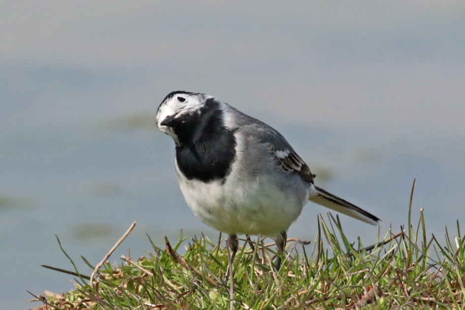 Witte kwikstaart - Vogels - 