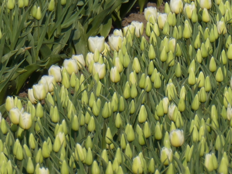 Witte tulpen