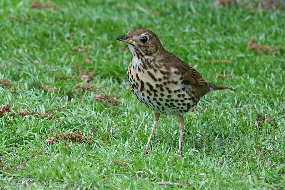 Zanglijster - Vogels - 