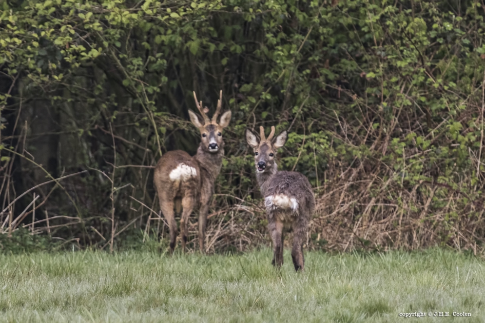 Zesender en spitser - Zoogdieren - Reebok