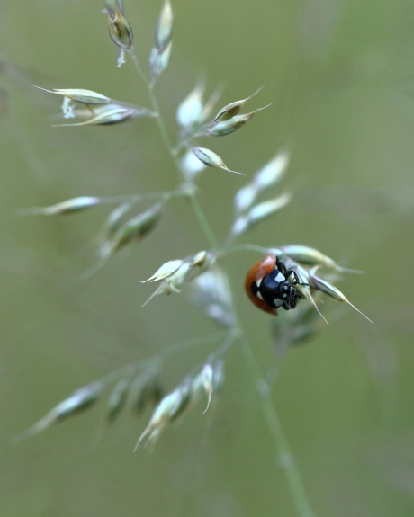 zevenstippelig lieveheersbeestje