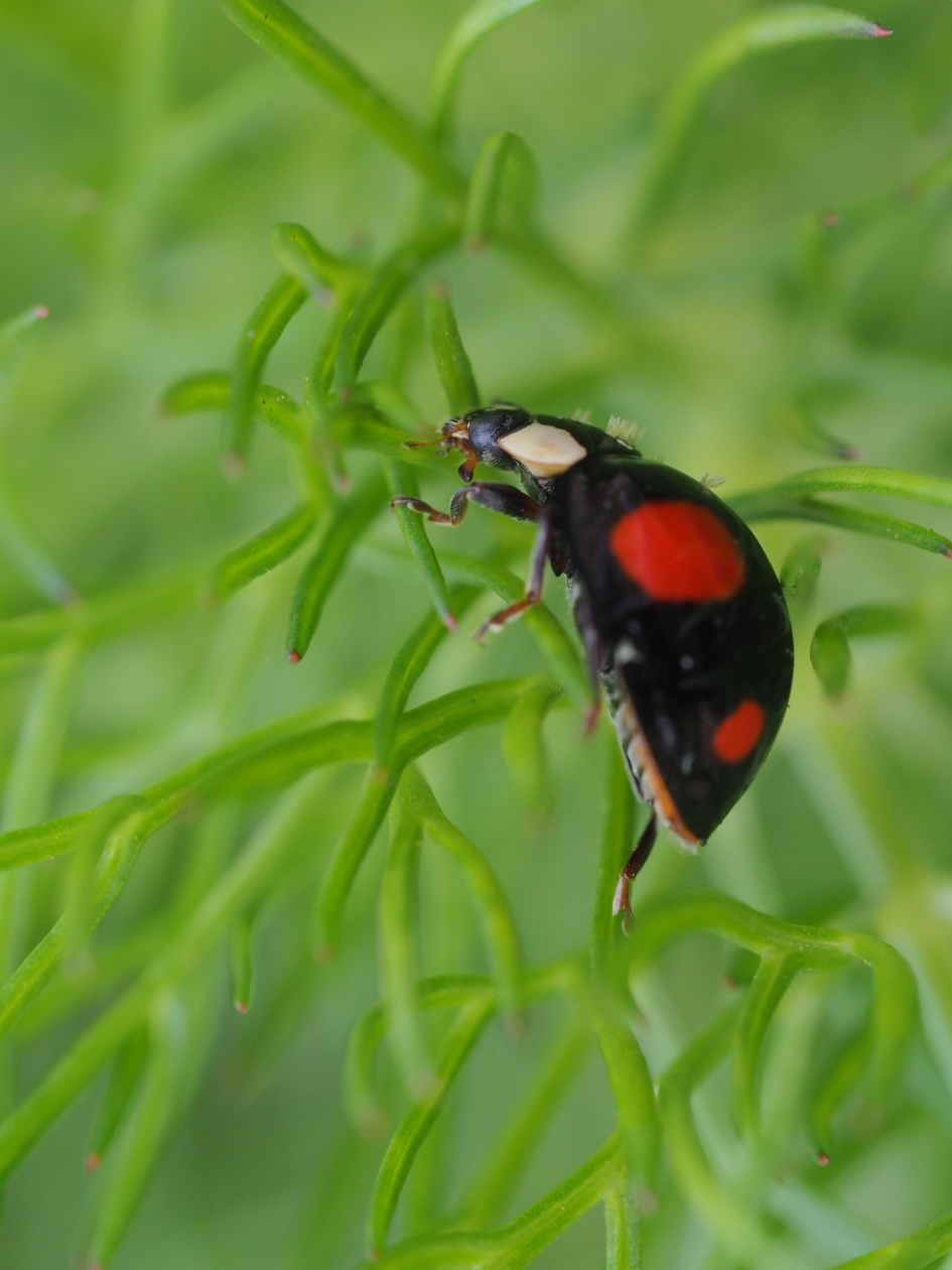 Ziek in de venkel - Geleedpotigen - Aziatisch lieveheersbeestje