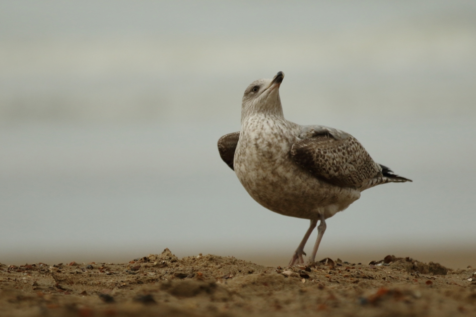 zilvermeeuw - 2de kalenderjaar- - Vogels - zilvermeeuw