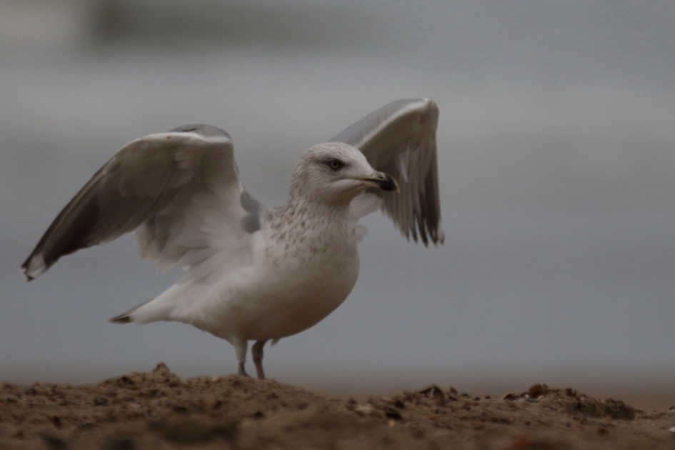 zilvermeeuw -adult- - Vogels - zilvermeeuw [foto 30-3]