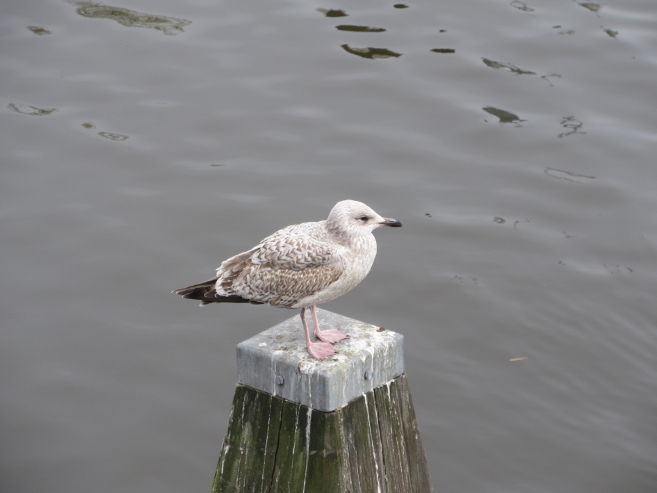 Zilvermeeuw - Vogels - Zilvermeeuw