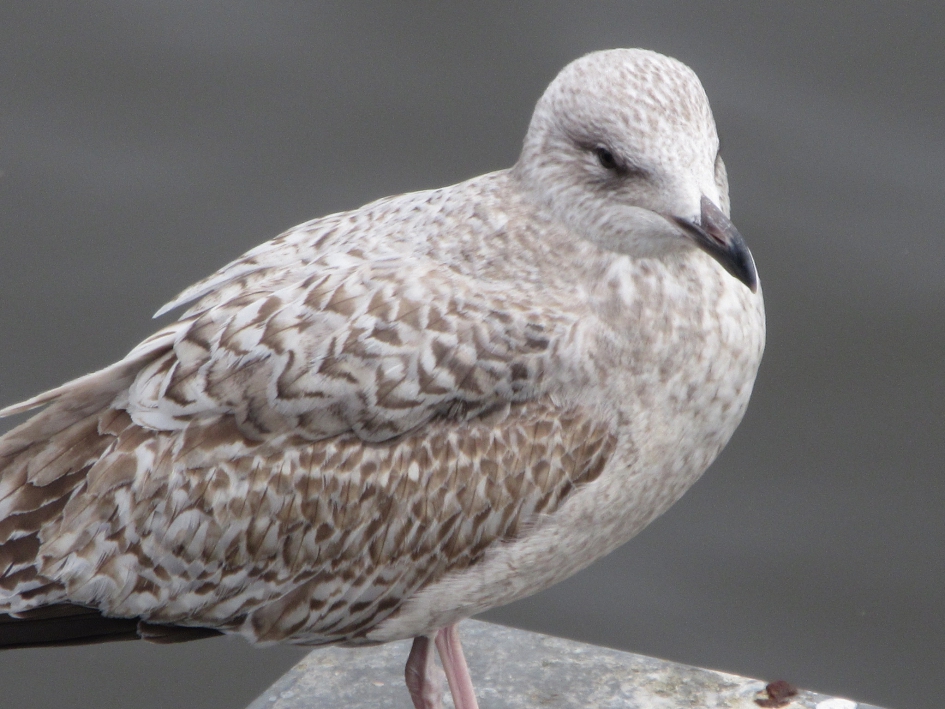 Zilvermeeuw - Vogels - Zilvermeeuw