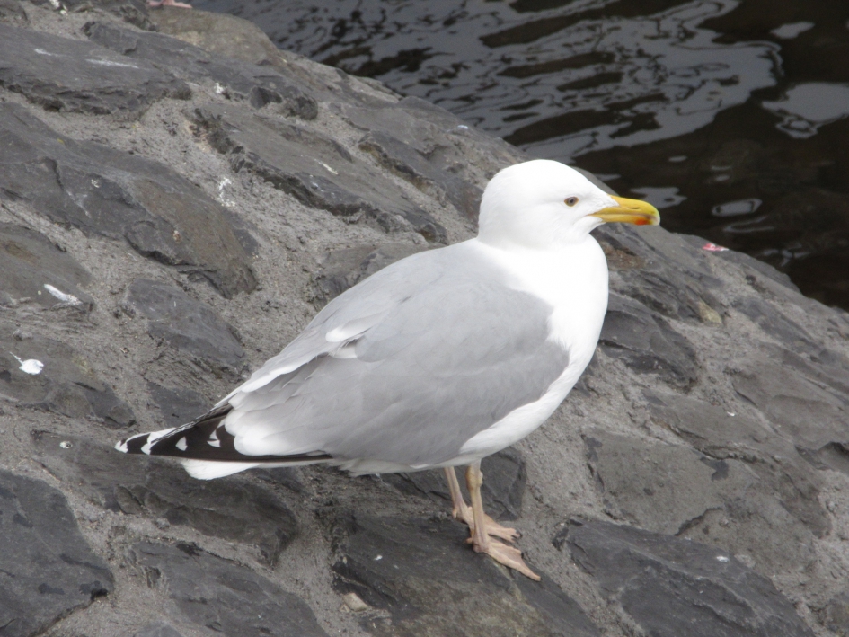 Zilvermeeuw - Vogels - Zilvermeeuw