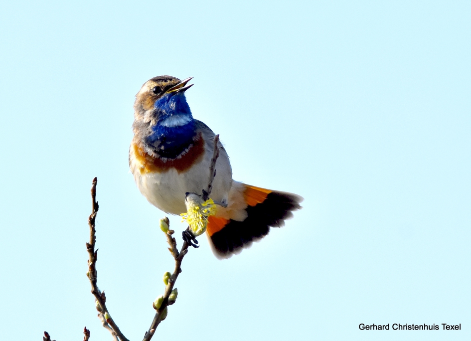 Zingende Blauwborsten op Texel - Vogels - Blauwborst