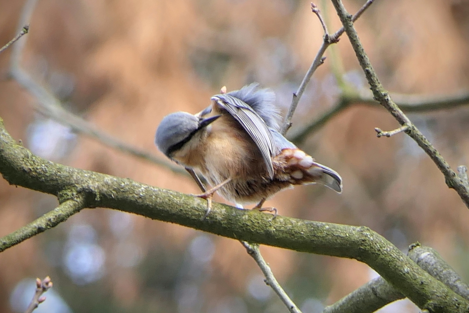 Zit hier nog iets ? - Vogels - Boomklever