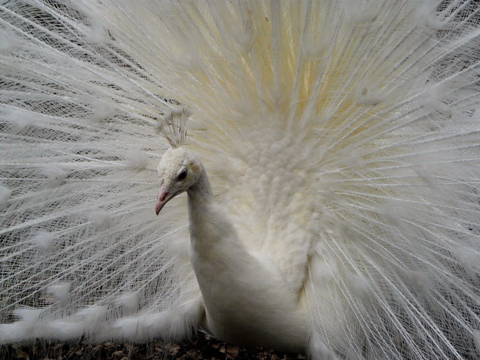 Zo trots als een pauw. - Vogels - pauw
