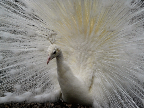 Zo trots als een pauw.