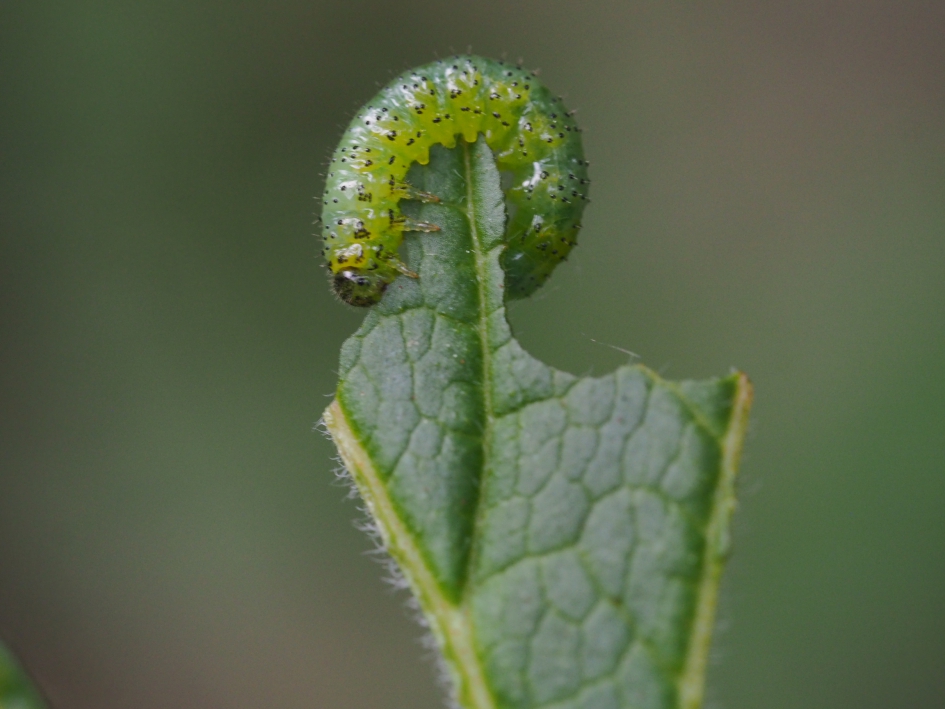 Zo verdwijnt het blad - Geleedpotigen - Rups bladwesp