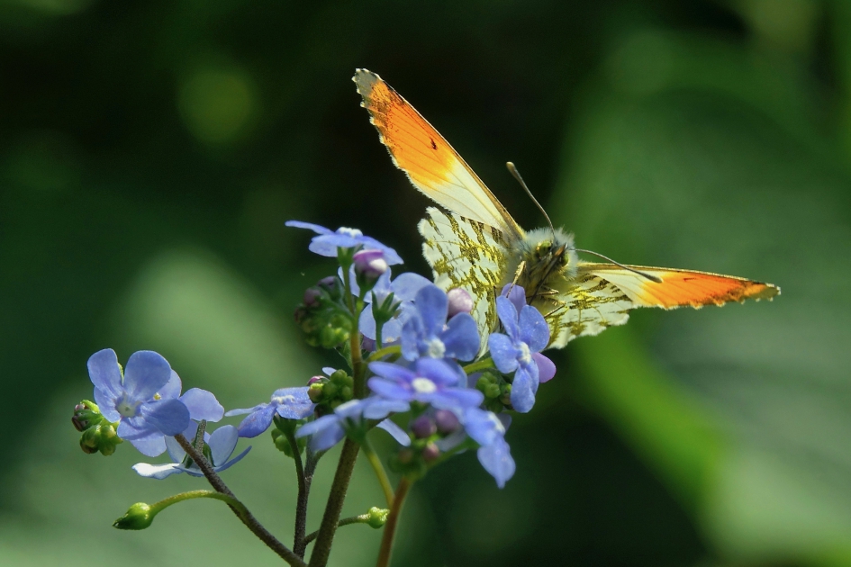 Zo'n mooie vlinder vergeet je niet - Geleedpotigen - Oranje Tip