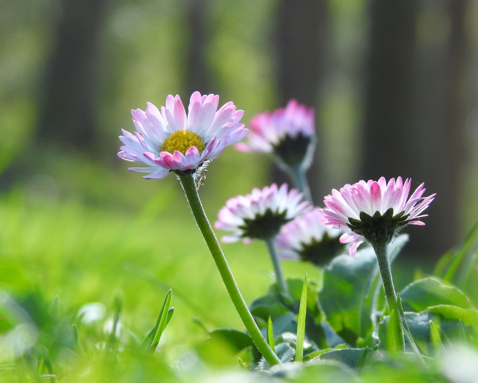 Zonnetjes in het gras - Planten - Madeliefje