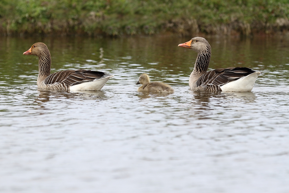 zorgzame ouders - Vogels - grauwe gans