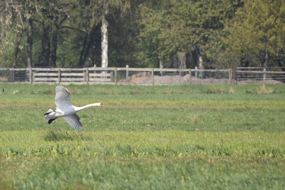 Zwaan gaat landen - Vogels - 