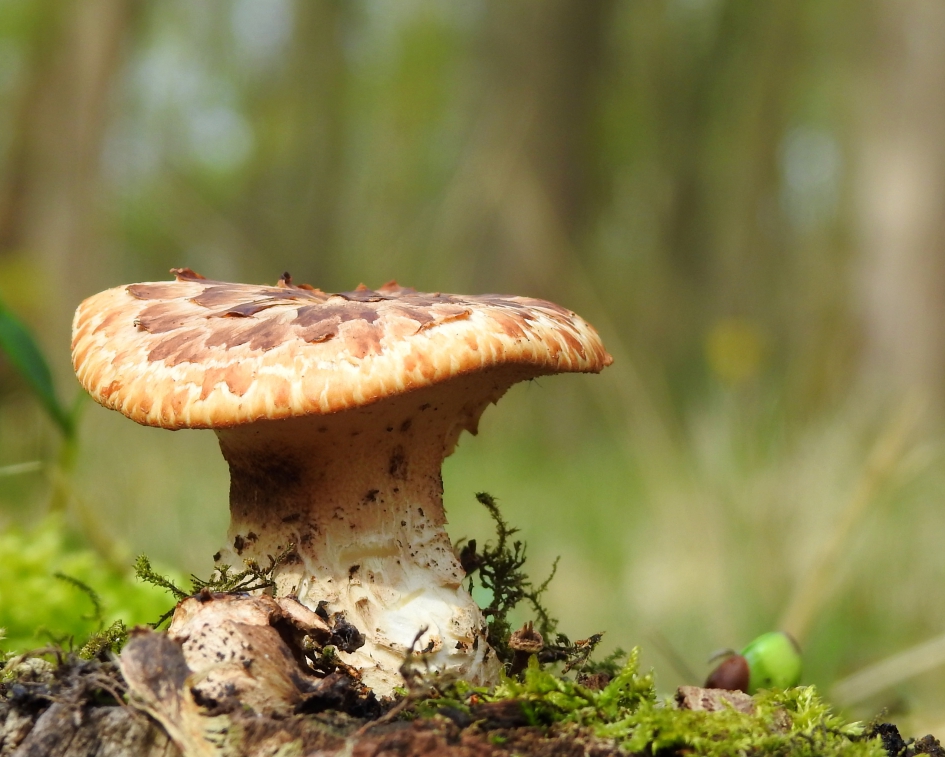 Zwam in april - Schimmels - Zadelzwam