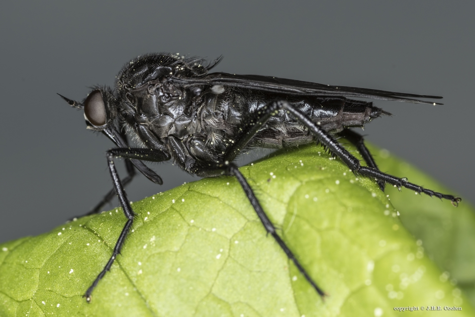 Zwarte dansvlieg - Geleedpotigen - Zwarte dansvlieg
