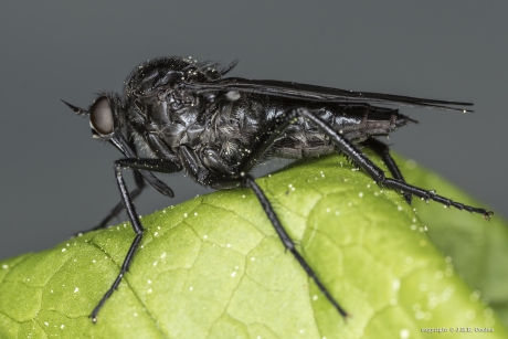 Zwarte dansvlieg