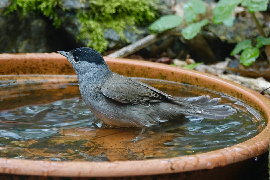 Zwartkop 1 - Vogels - Zwartkop