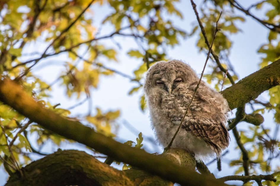 1 van de takkelingen - Vogels - Bosuil