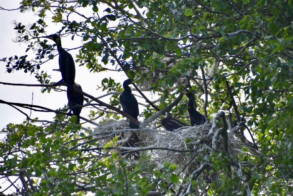 Aalscholver nesten - Vogels - 