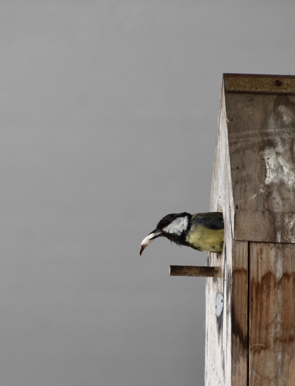 Afval moet afgevoerd worden - Vogels - 