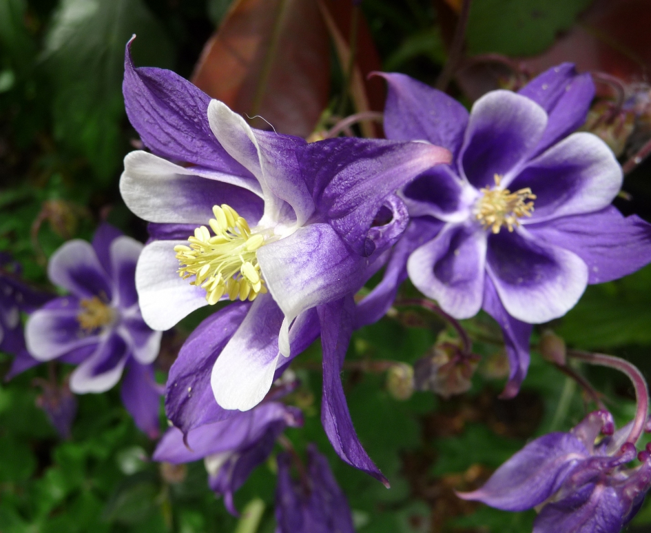 Akeleien - Planten - 