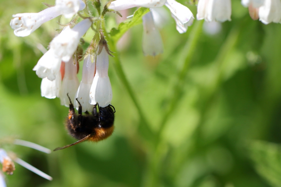 akkerhommel - Geleedpotigen - akkerhommel