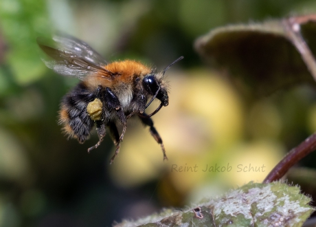 Akkerhommel vliegend