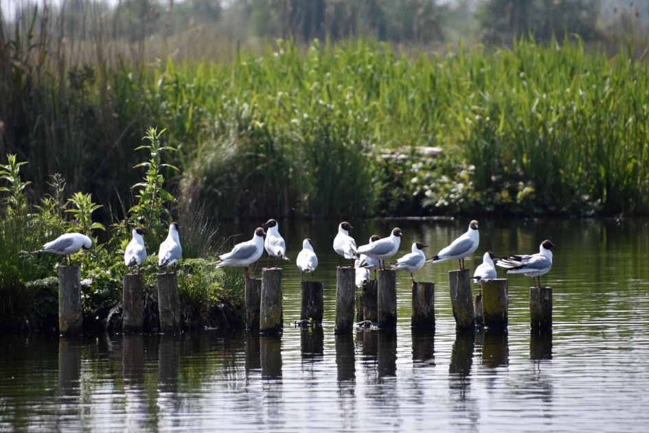 Alle paaltjes bezet - Vogels - 